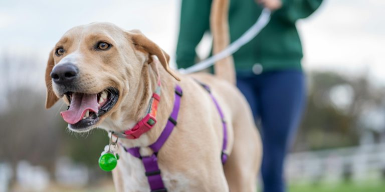 Prévenir l&rsquo;obésité chez les chiens