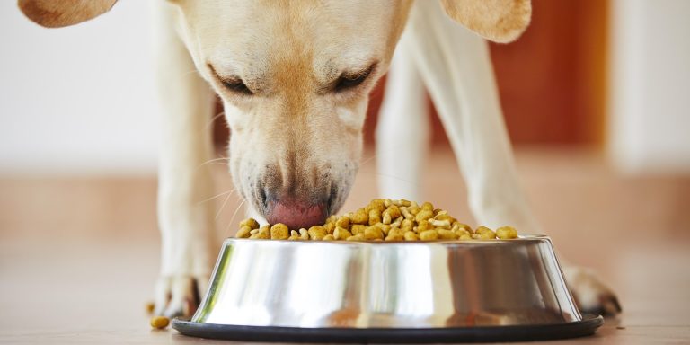 Les besoins nutritionels des chiens