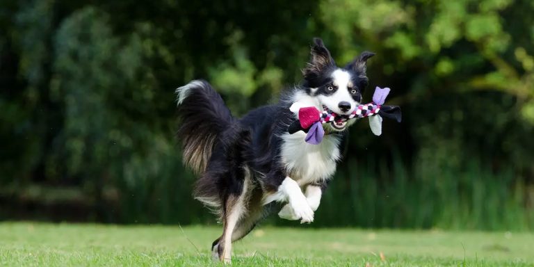 Prévenir l&rsquo;obésité chez les chiens