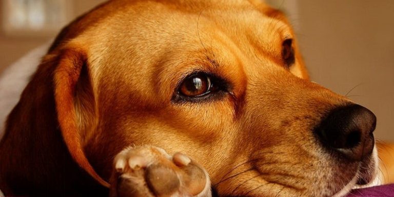 Quels sont les signes de maladies courantes chez le chiens?