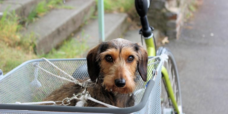 Voyager avec son chien: conseils et astuces